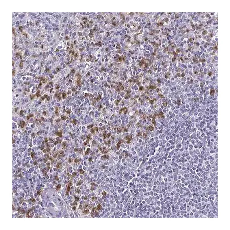 Merck Anti-TLR4 antibody produced in rabbit