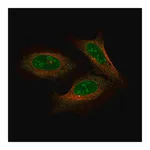 Merck Anti-NFE2L2 antibody produced in rabbit
