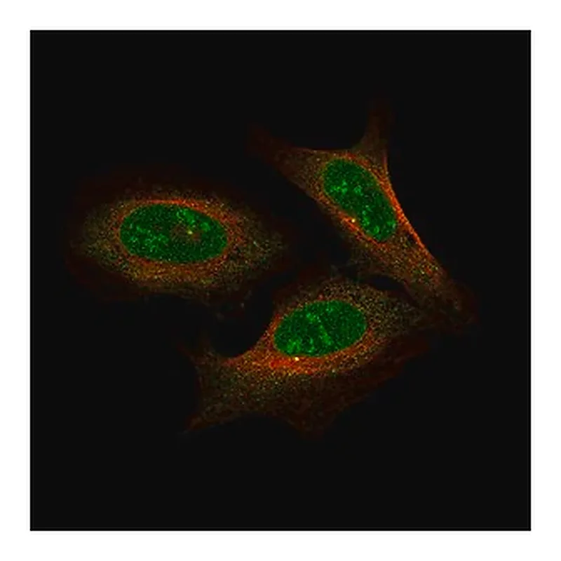 Merck Anti-NFE2L2 antibody produced in rabbit
