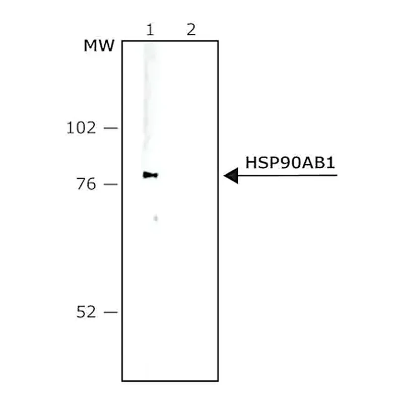 Merck Monoclonal Anti-Heat Shock Protein 90 antibody produced in mouse