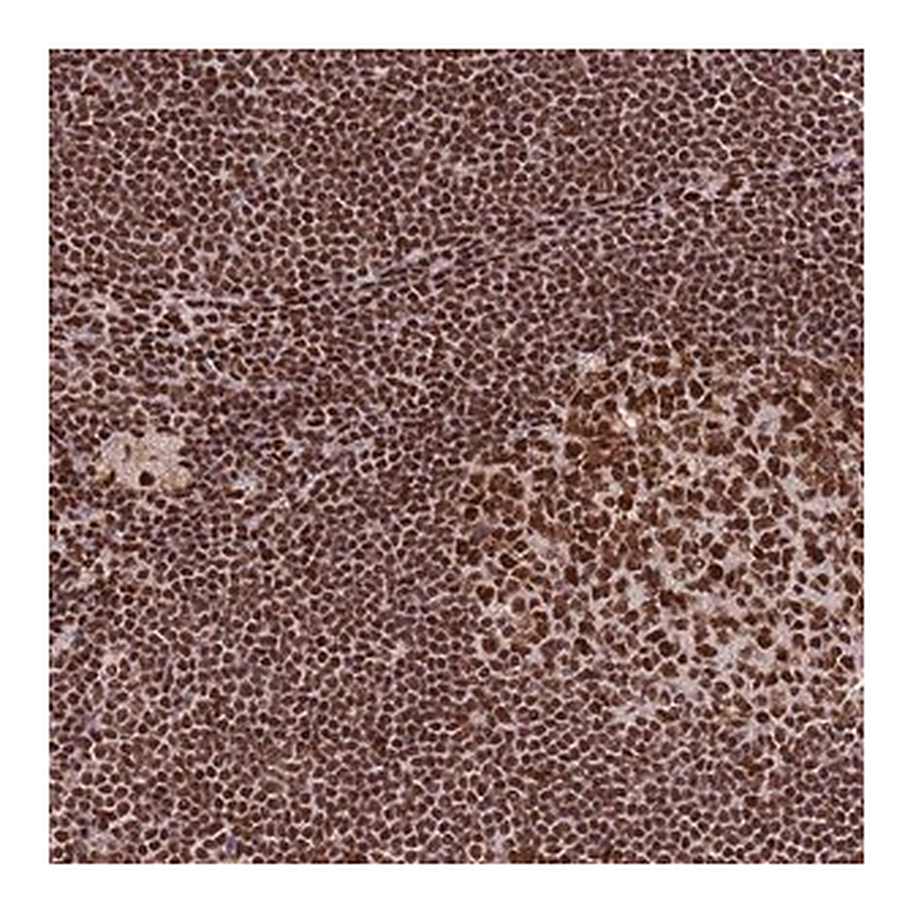 Merck Anti-PRKDC antibody produced in rabbit