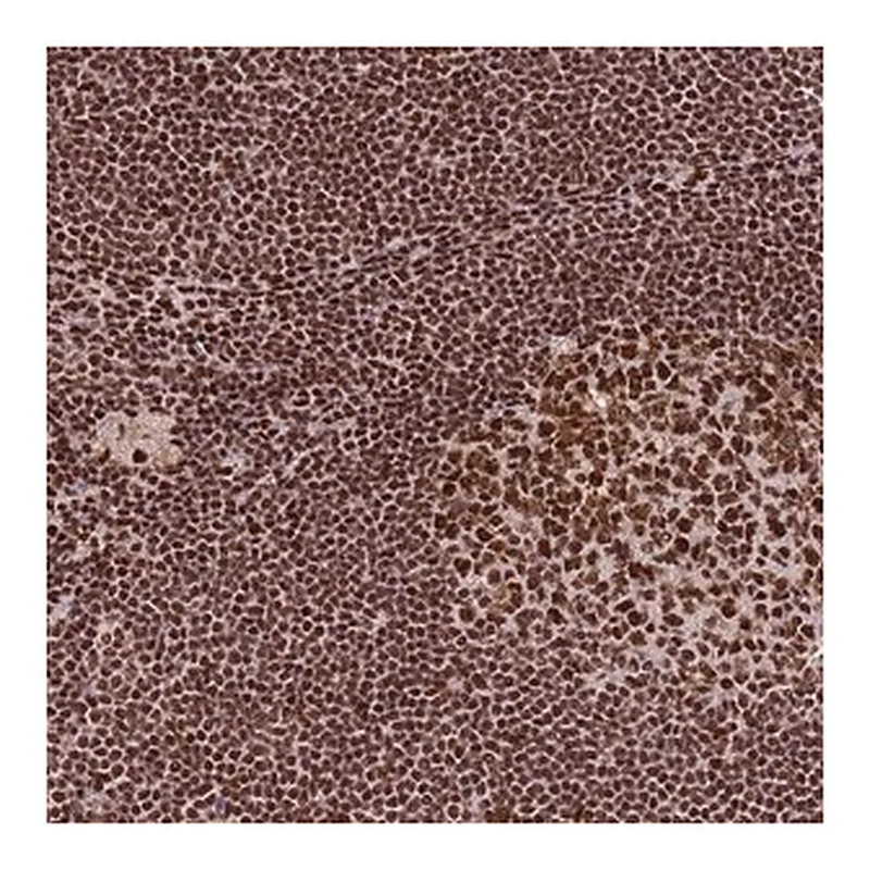 Merck Anti-PRKDC antibody produced in rabbit