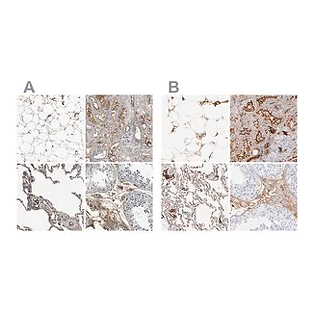 Merck Anti-C3 antibody produced in rabbit