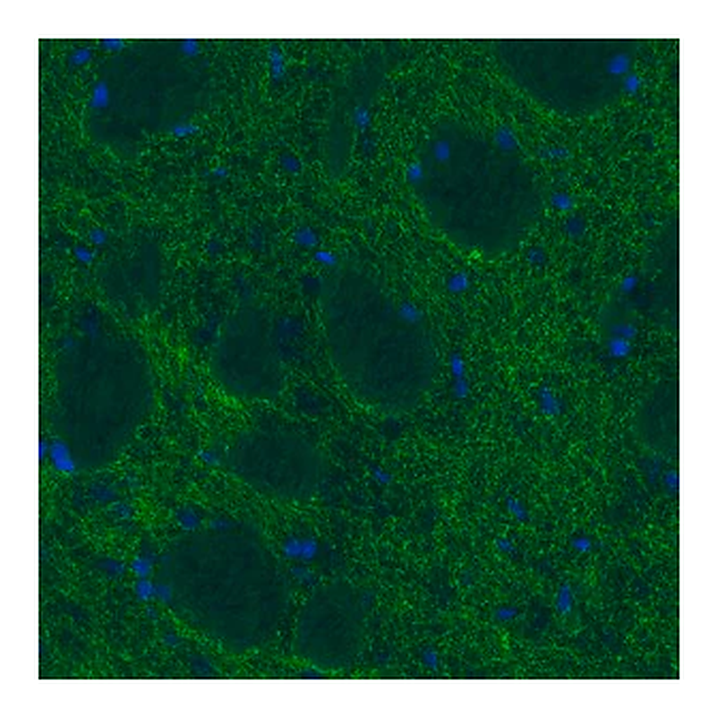 Merck Monoclonal Anti-DAT antibody produced in mouse