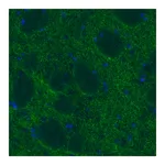 Merck Monoclonal Anti-DAT antibody produced in mouse
