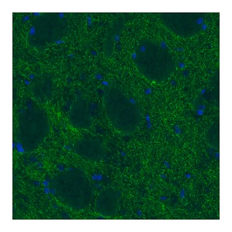 Merck Monoclonal Anti-DAT antibody produced in mouse