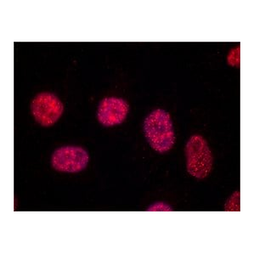 Merck Anti-TRF1 antibody, Mouse monoclonal