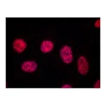 Merck Anti-TRF1 antibody, Mouse monoclonal