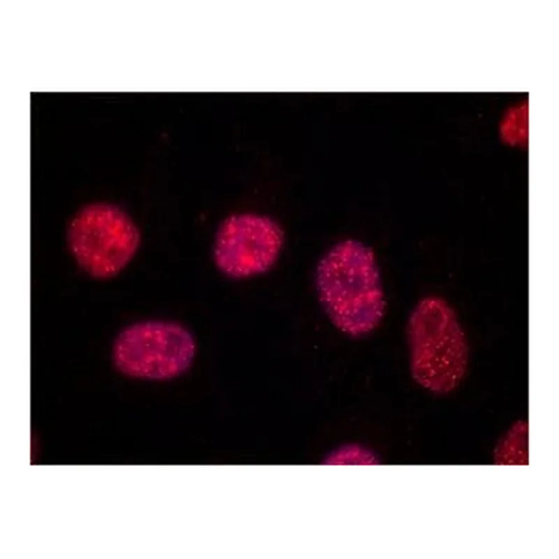 Merck Anti-TRF1 antibody, Mouse monoclonal