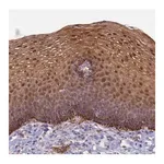 Merck Anti-CCDC127 antibody produced in rabbit