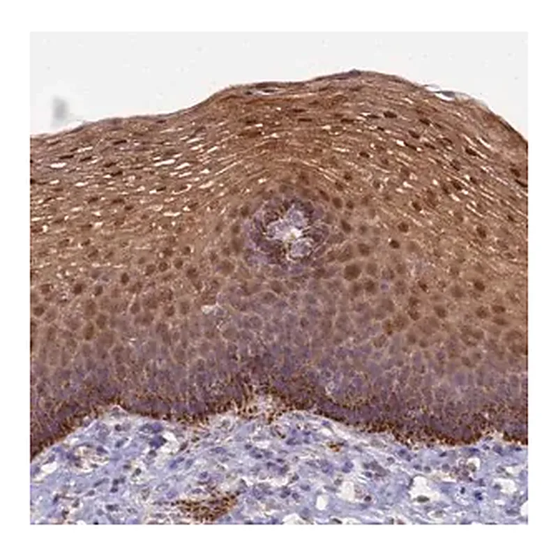 Merck Anti-CCDC127 antibody produced in rabbit