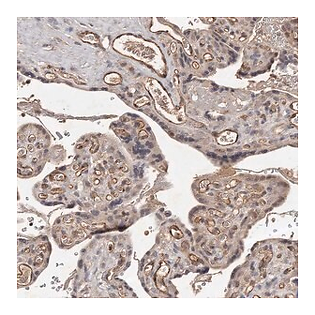 Merck Anti-CTGF antibody produced in rabbit