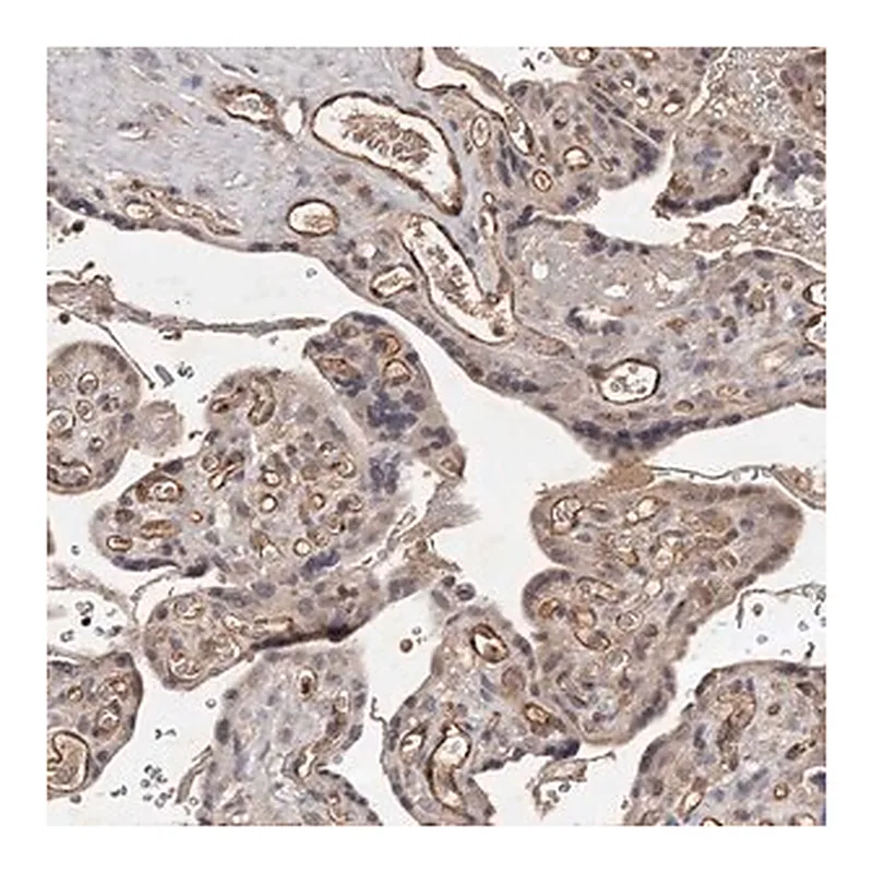 Merck Anti-CTGF antibody produced in rabbit