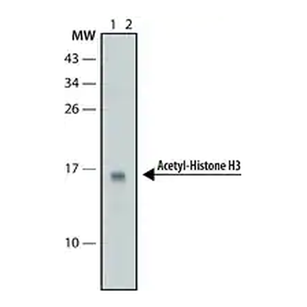 Merck Anti-acetyl-Histone H3 (Ac-Lys9) antibody, Mouse monoclonal