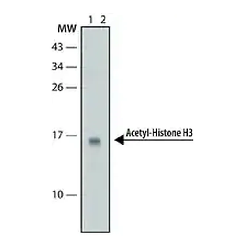 Merck Anti-acetyl-Histone H3 (Ac-Lys9) antibody, Mouse monoclonal