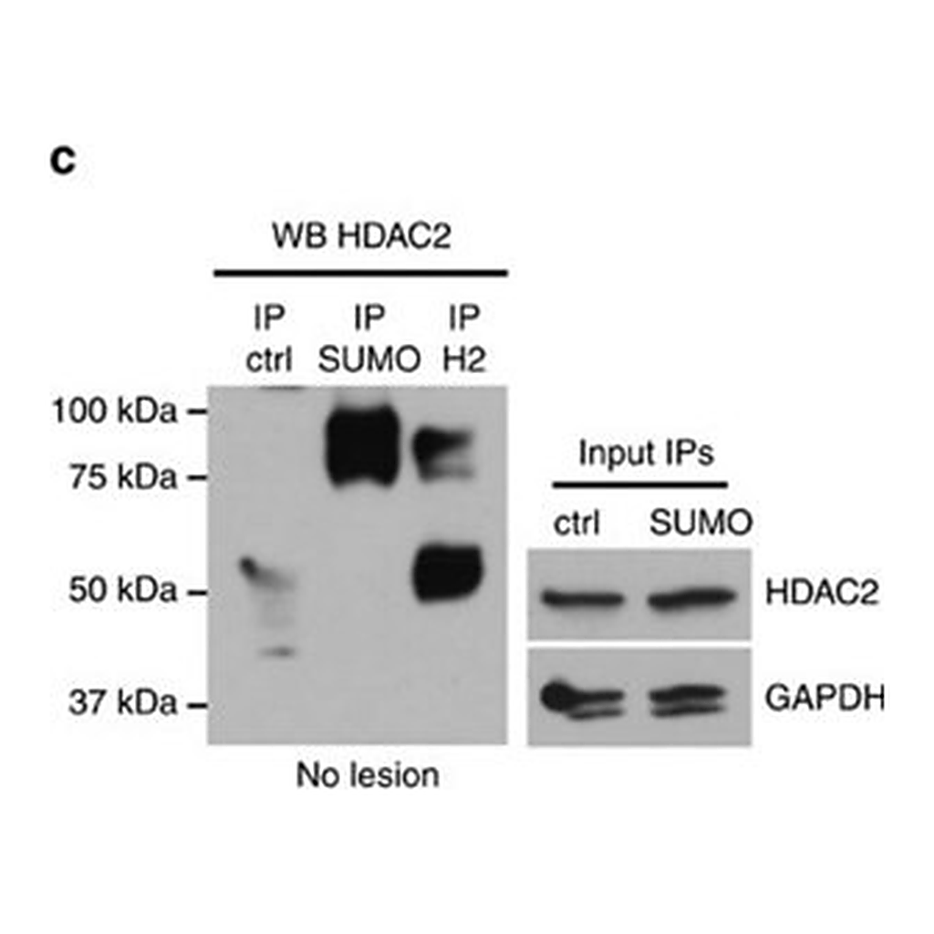 Merck Anti-Histone Deacetylase 2 (HDAC2) antibody, Mouse monoclonal