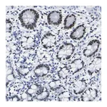 Merck Anti-DACH1 antibody produced in rabbit
