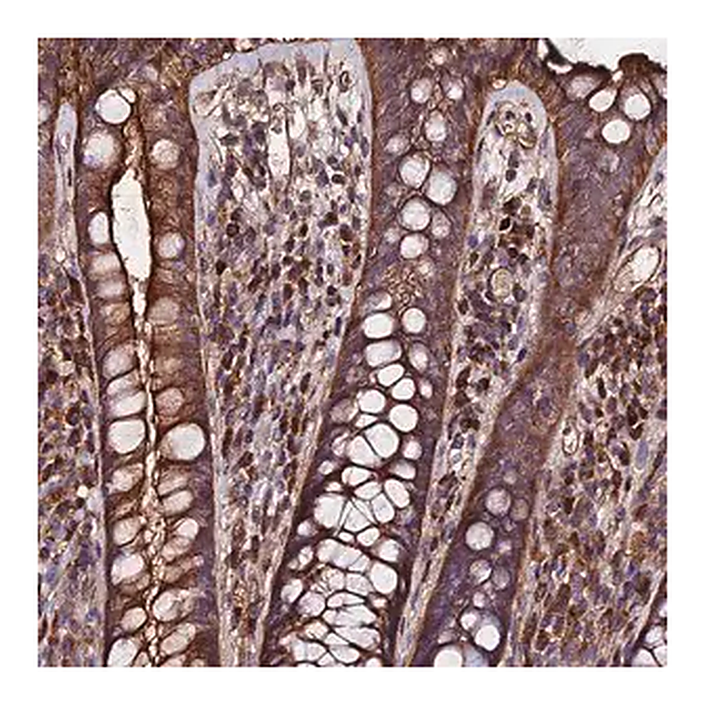 Merck Anti-EXT1 antibody produced in rabbit