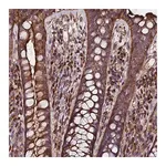 Merck Anti-EXT1 antibody produced in rabbit