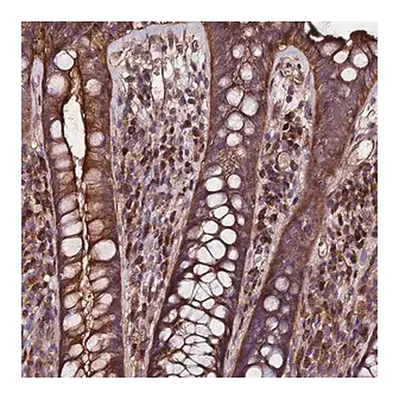 Merck Anti-EXT1 antibody produced in rabbit