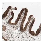 Merck Anti-PRKG1 antibody produced in rabbit