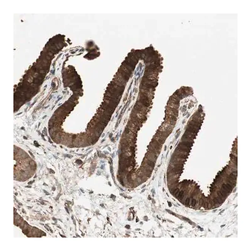 Merck Anti-PRKG1 antibody produced in rabbit