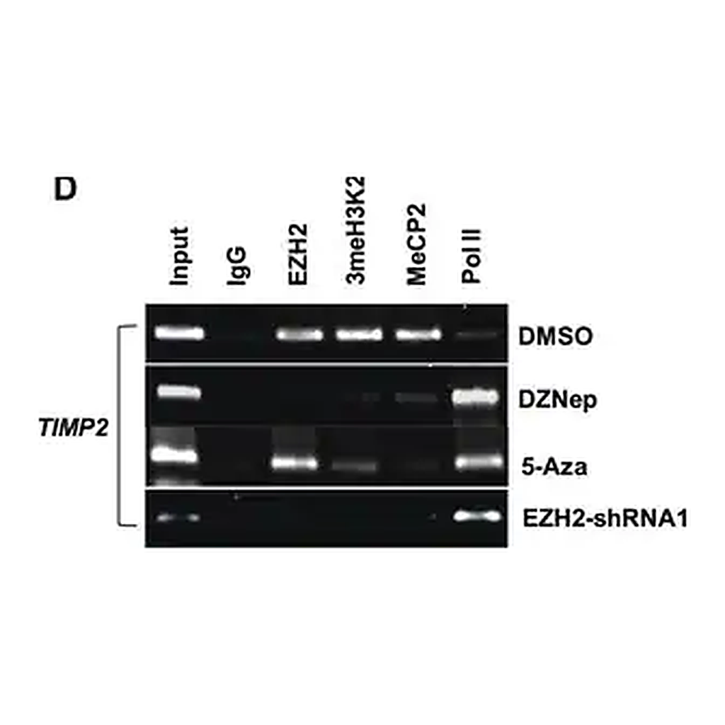 Merck Anti-MeCP2 Antibody