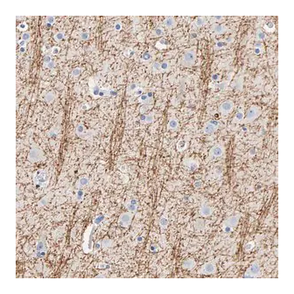 Merck Anti-MOG antibody produced in rabbit