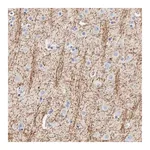Merck Anti-MOG antibody produced in rabbit