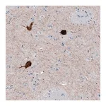 Merck Anti-CHAT antibody produced in rabbit