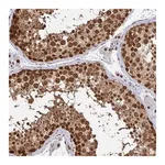Merck Anti-XPO1 antibody produced in rabbit