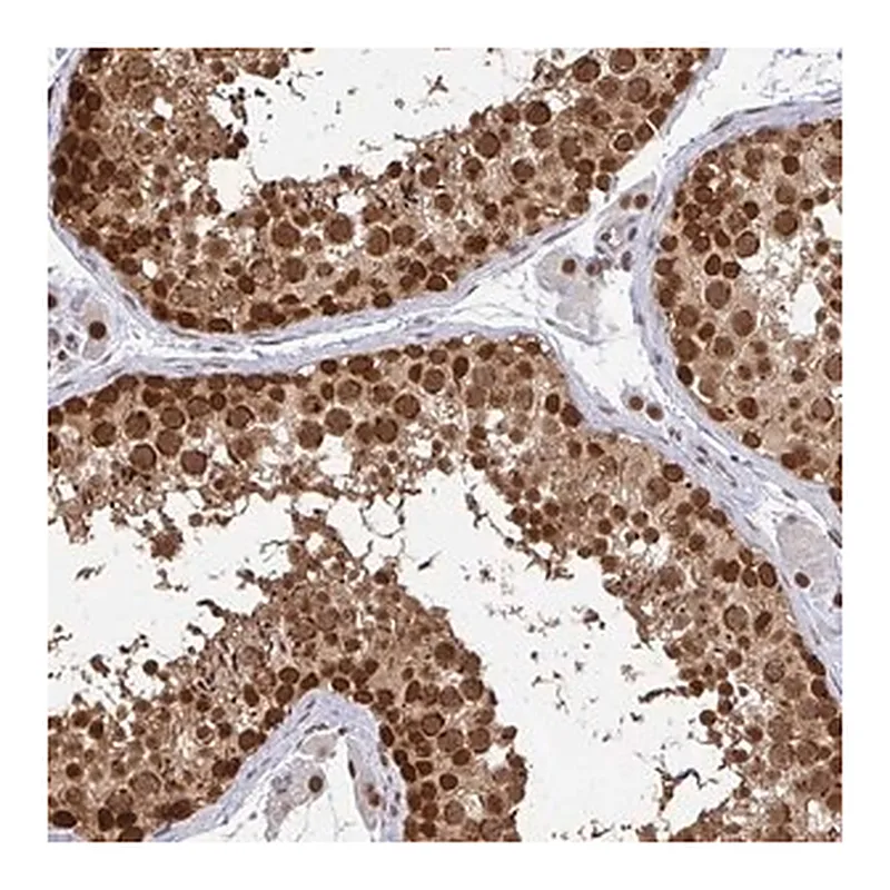 Merck Anti-XPO1 antibody produced in rabbit