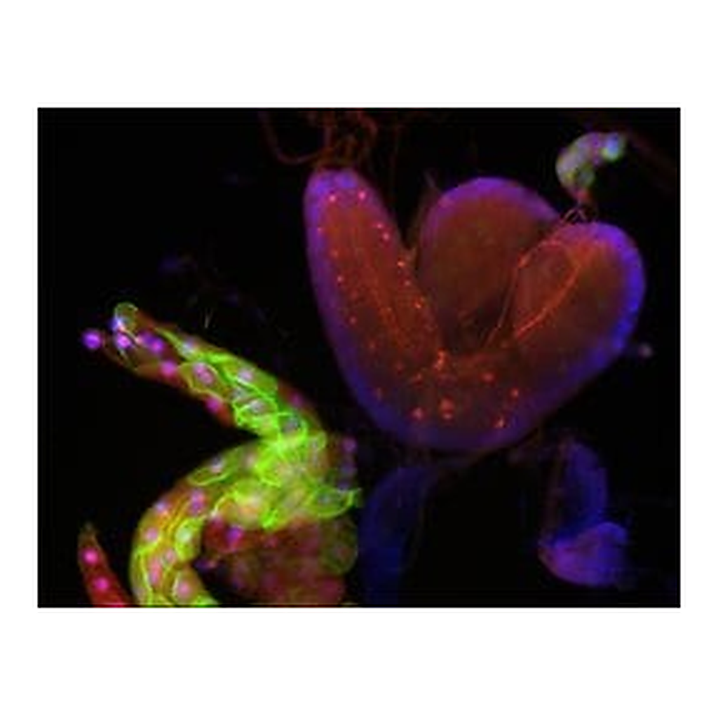 Merck Anti-ATG5 (N-terminal) antibody produced in rabbit