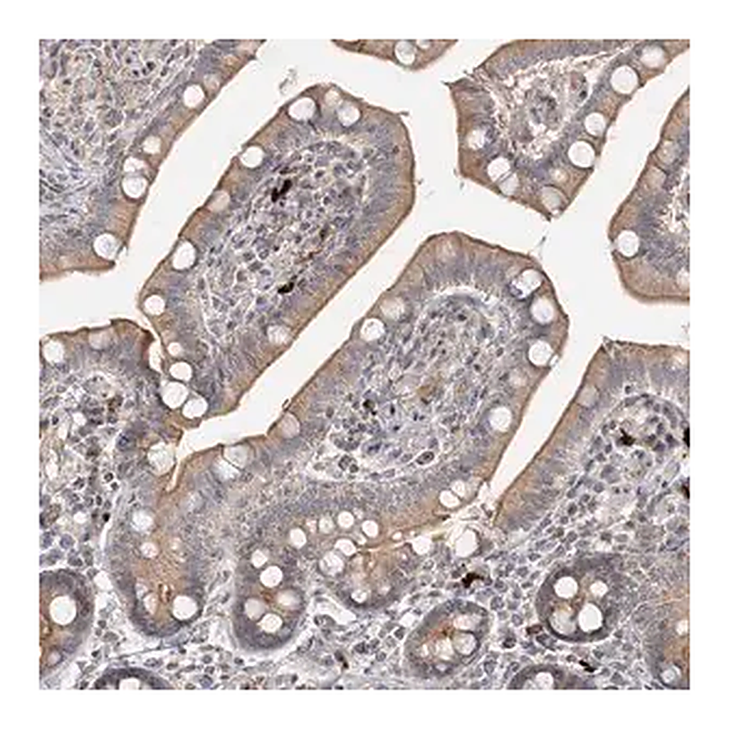 Merck Anti-GUCY2C antibody produced in rabbit