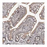Merck Anti-GUCY2C antibody produced in rabbit