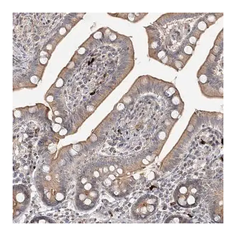 Merck Anti-GUCY2C antibody produced in rabbit