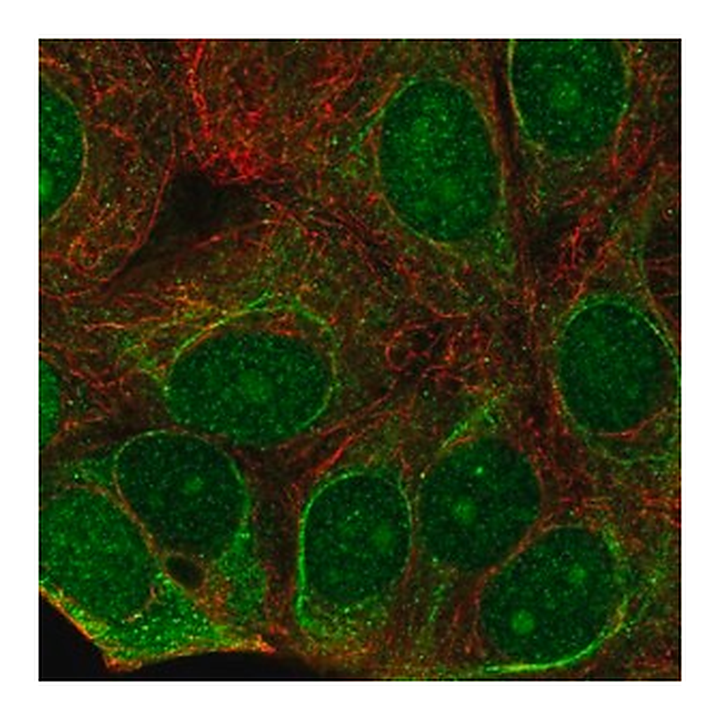 Merck Anti-C7orf26 antibody produced in rabbit