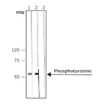 Merck Anti-Phosphotyrosine antibody, Mouse monoclonal