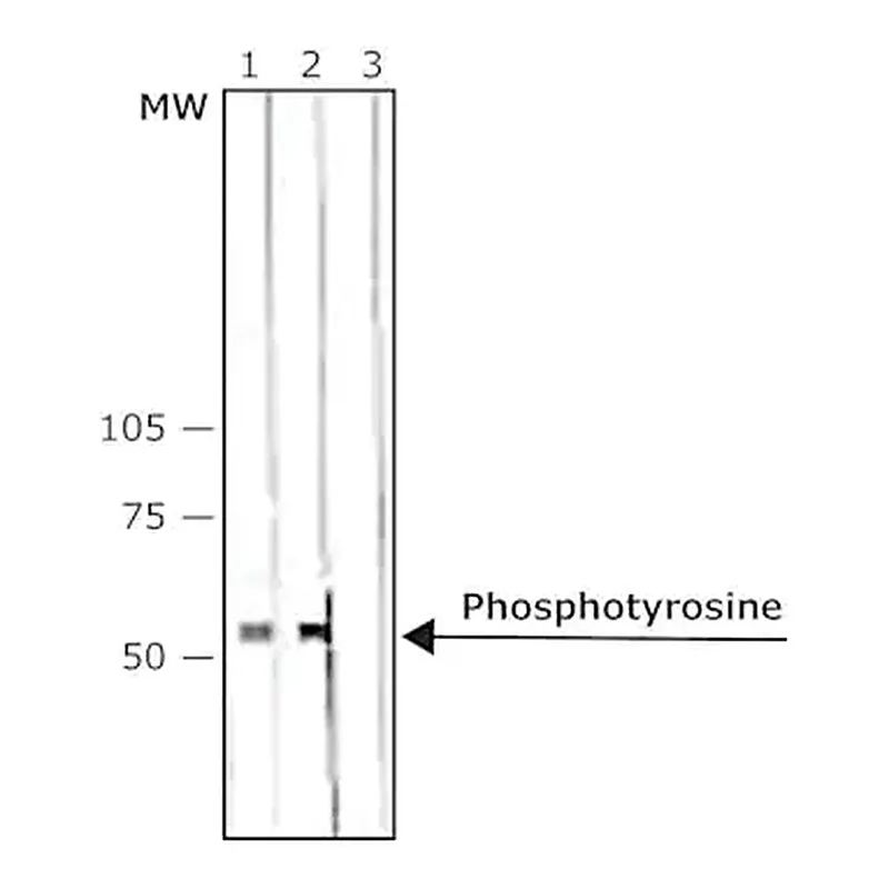 Merck Anti-Phosphotyrosine antibody, Mouse monoclonal