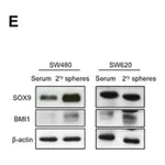 Merck Anti-Bmi-1 Antibody, clone F6