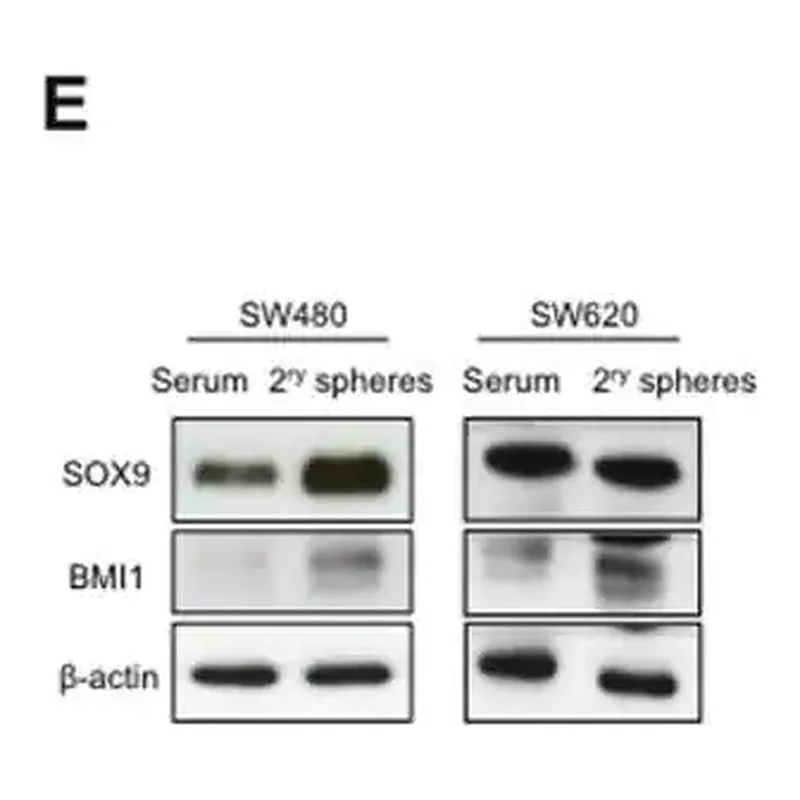 Merck Anti-Bmi-1 Antibody, clone F6