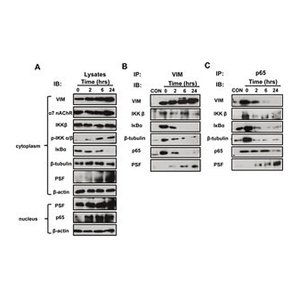 Merck Monoclonal Anti-PSF antibody produced in mouse
