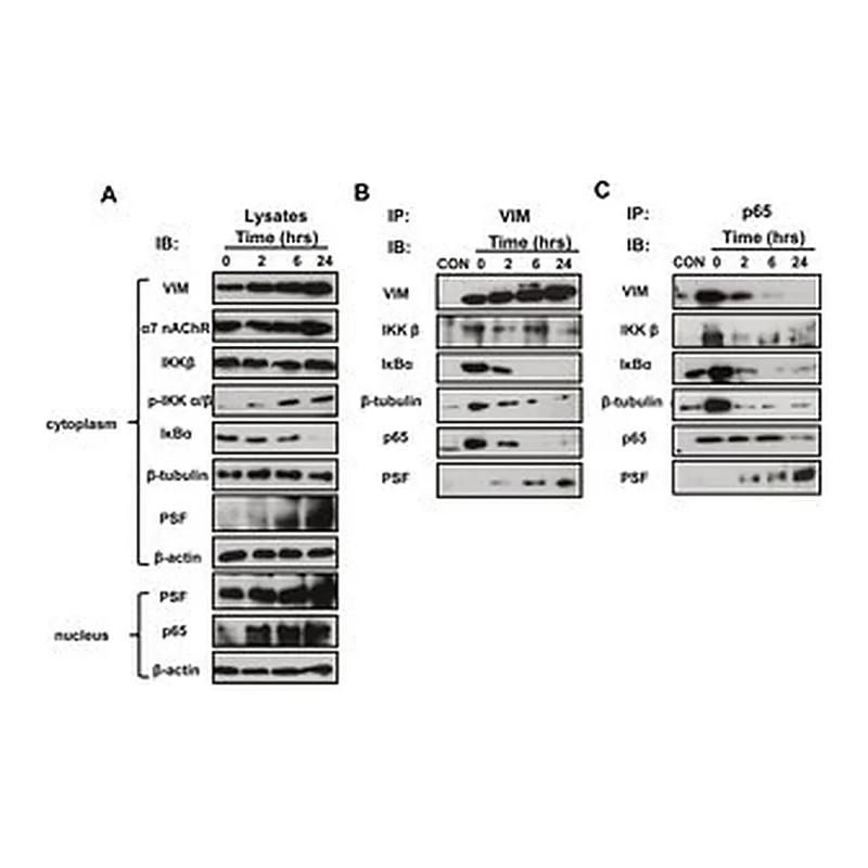 Merck Monoclonal Anti-PSF antibody produced in mouse