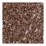 Merck Anti-ERBB2 antibody produced in rabbit