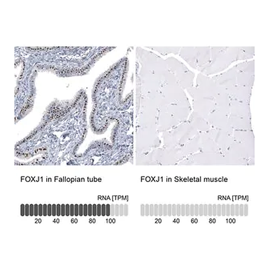 Merck Monoclonal Anti-FOXJ1 antibody produced in mouse