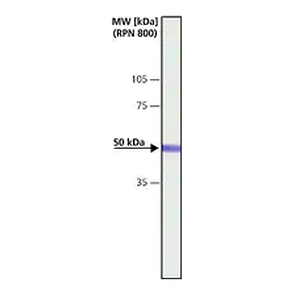 Merck Anti-CaM Kinase IIα (CaMKIIα) antibody produced in rabbit
