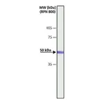Merck Anti-CaM Kinase IIα (CaMKIIα) antibody produced in rabbit