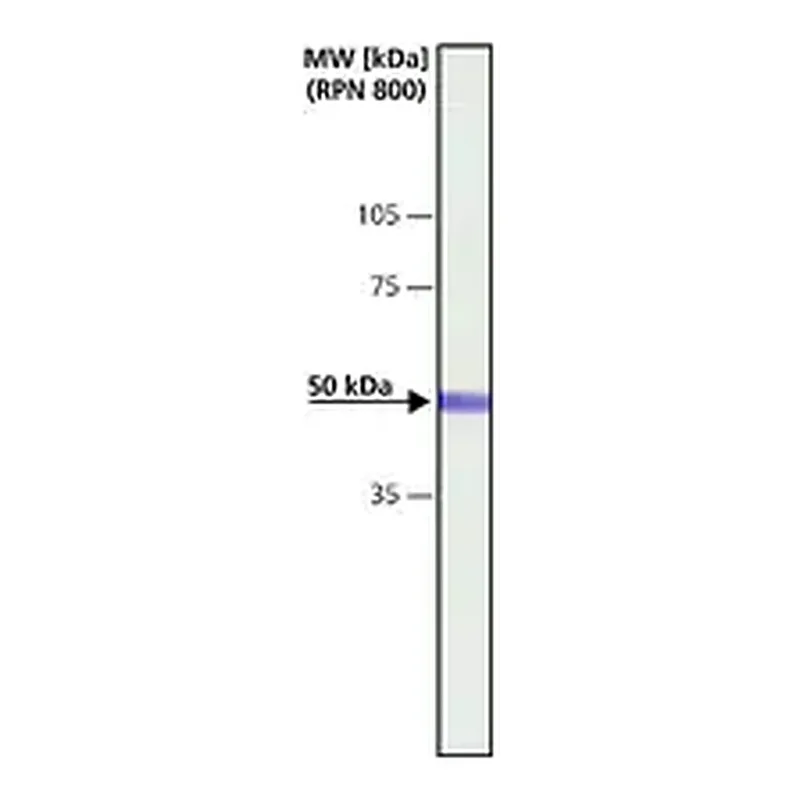 Merck Anti-CaM Kinase IIα (CaMKIIα) antibody produced in rabbit