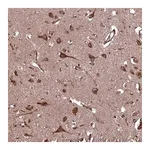 Merck Anti-PLA2G4C antibody produced in rabbit