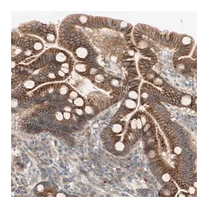 Merck Anti-PTGER4 antibody produced in rabbit